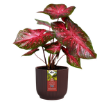 the winery collection 16cm bordeauxrot